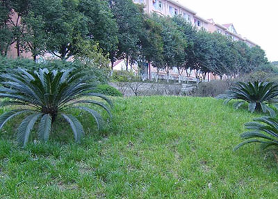 隶属于希望集团 隶属于希望集团