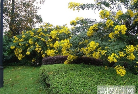 四川工业科技学院汽车服务工程专业2021年招生简章