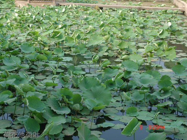 四川省蓬安中学荷花池荷叶 四川省蓬安中学荷花池荷叶