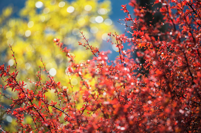 贵州省畜牧兽医学校招生条件及就业