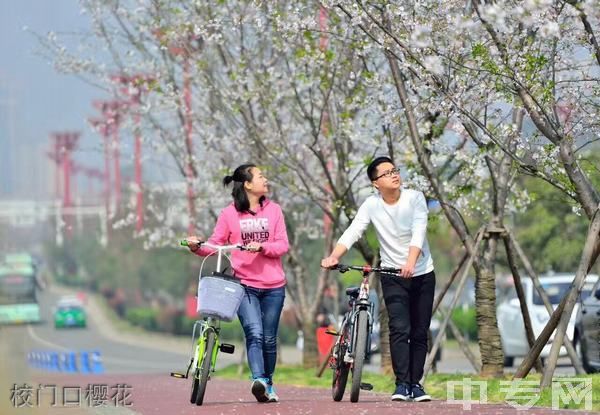 眉山职业技术学院校门口樱花