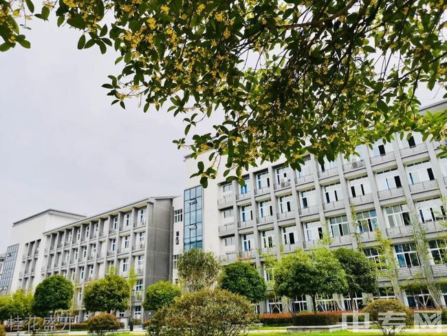重庆商务职业学院桂花盛开